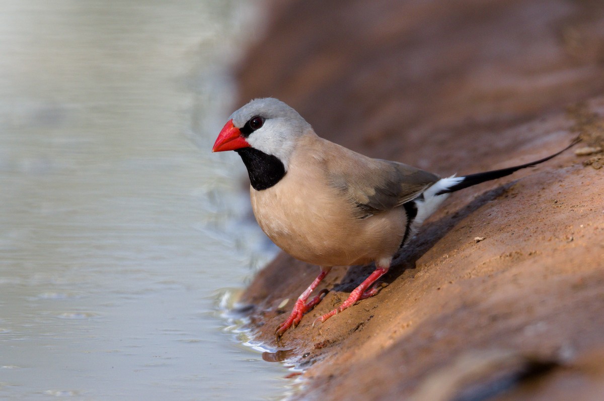 Long-tailed Finch - ML380733171