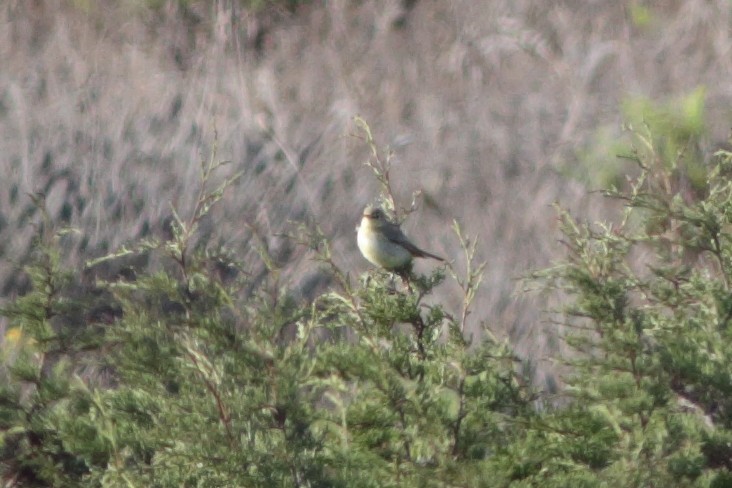 Melodious Warbler - ML380733381