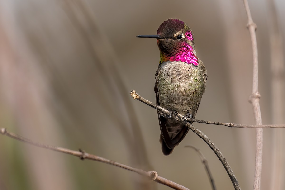 Anna's Hummingbird - ML380733691
