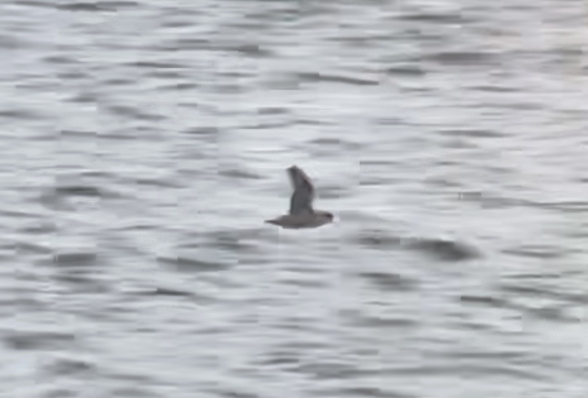 Fulmar Boreal (Pacífico) - ML380733871