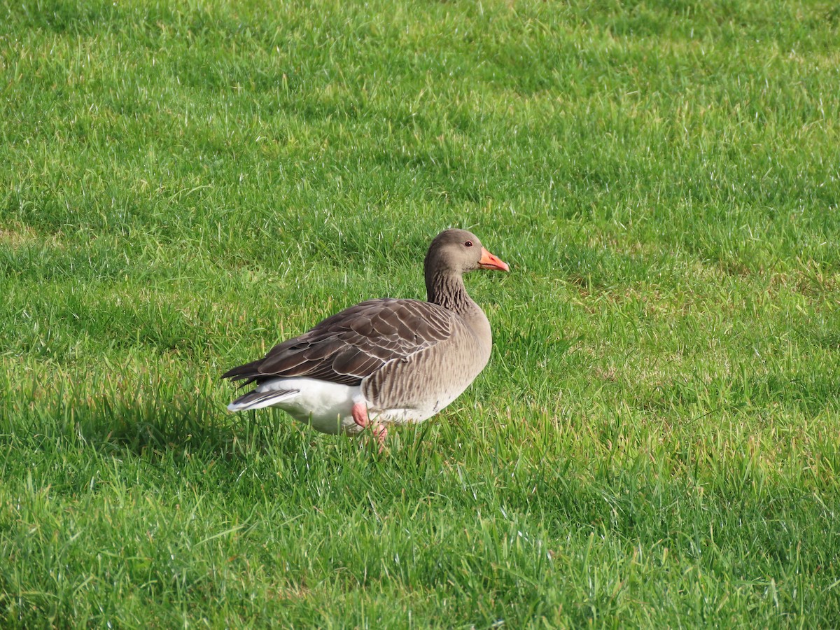 Graylag Goose - ML380733901