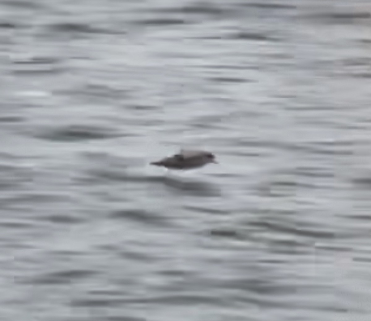 Fulmar boréal (rodgersii) - ML380733981