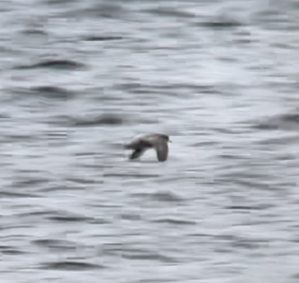 Fulmar Boreal (Pacífico) - ML380734031