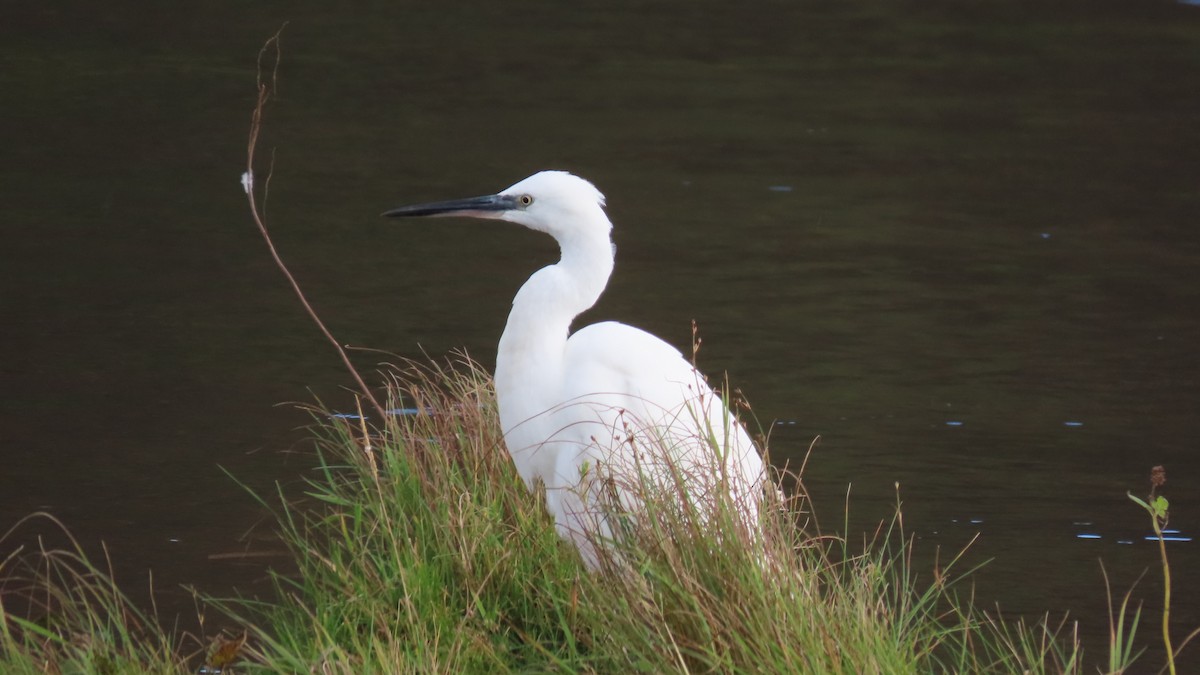 Little Egret - ML380734081