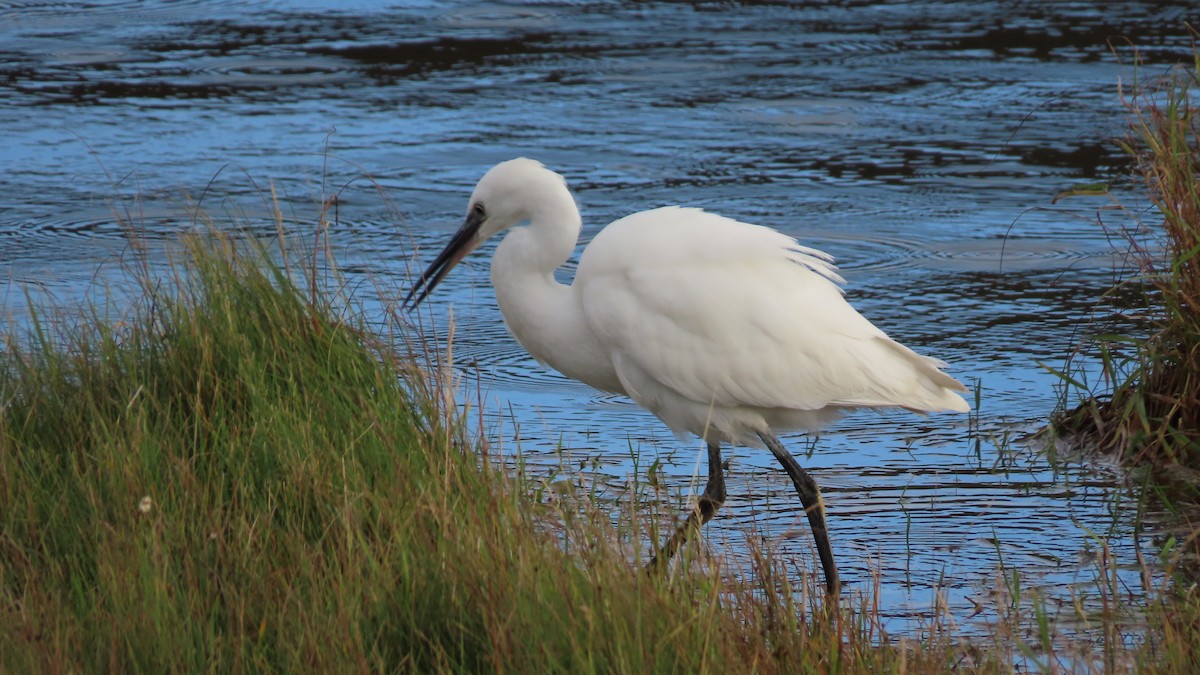 Little Egret - ML380734091