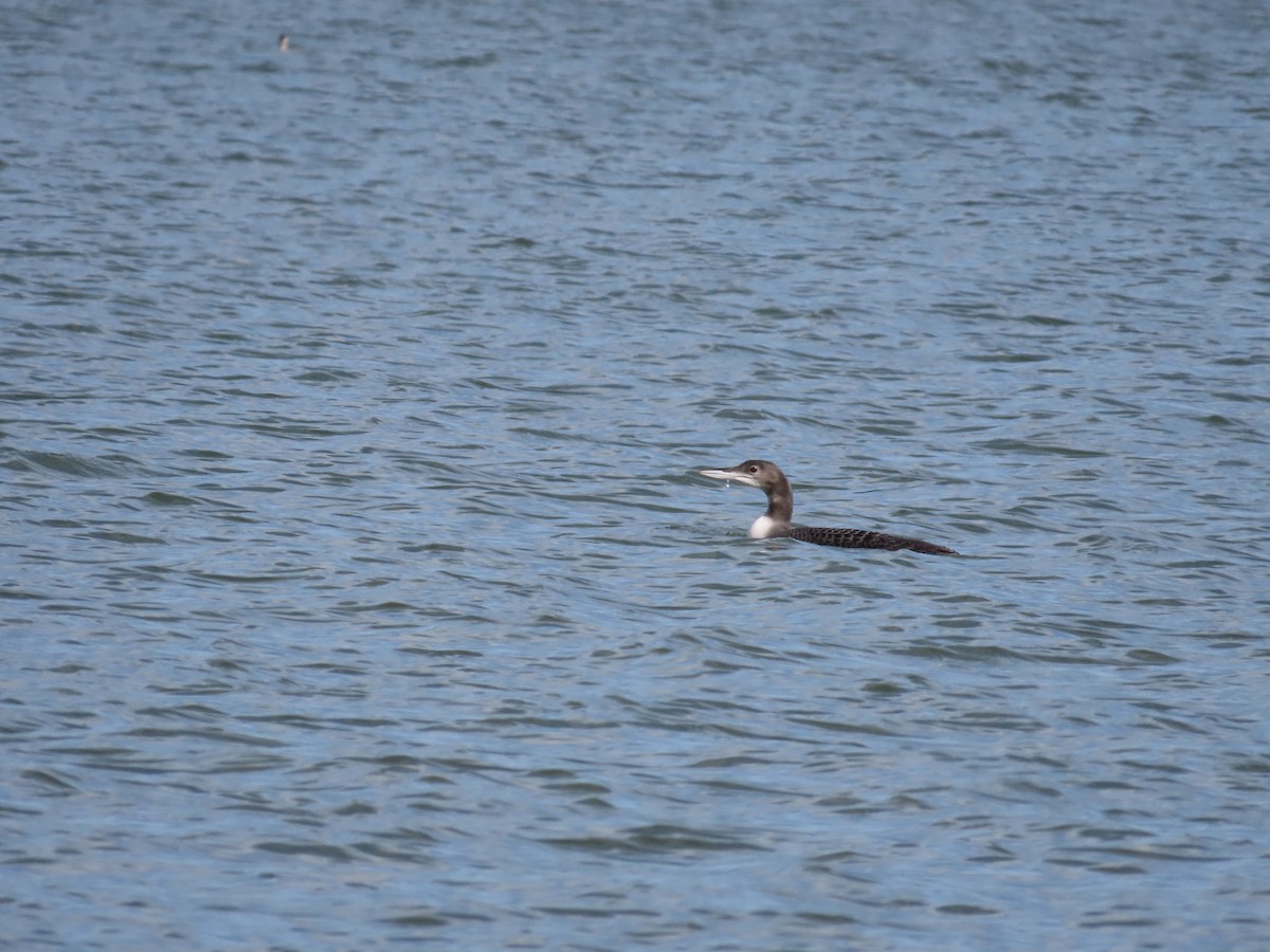 Common Loon - ML380734331