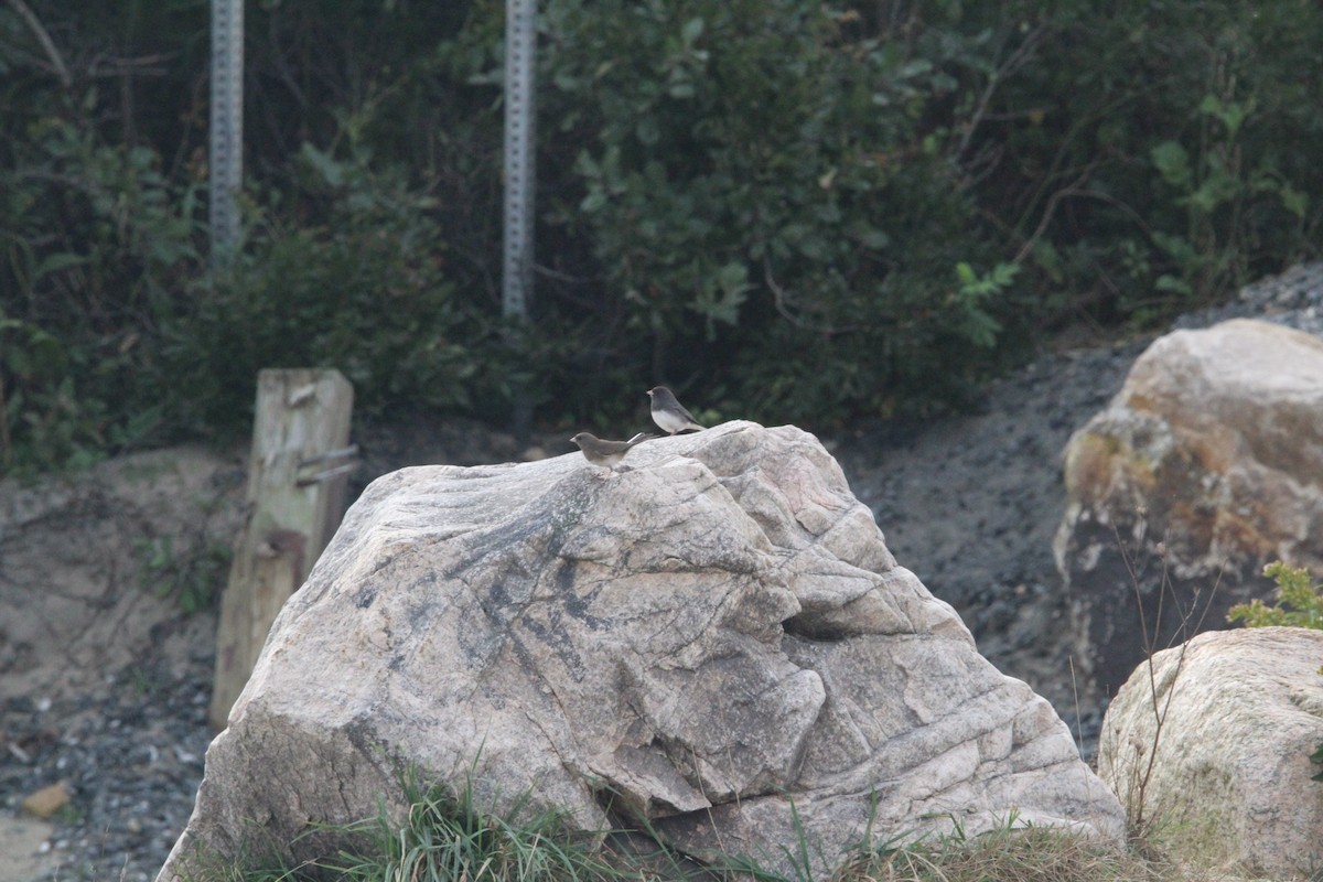 Dark-eyed Junco - ML380734471