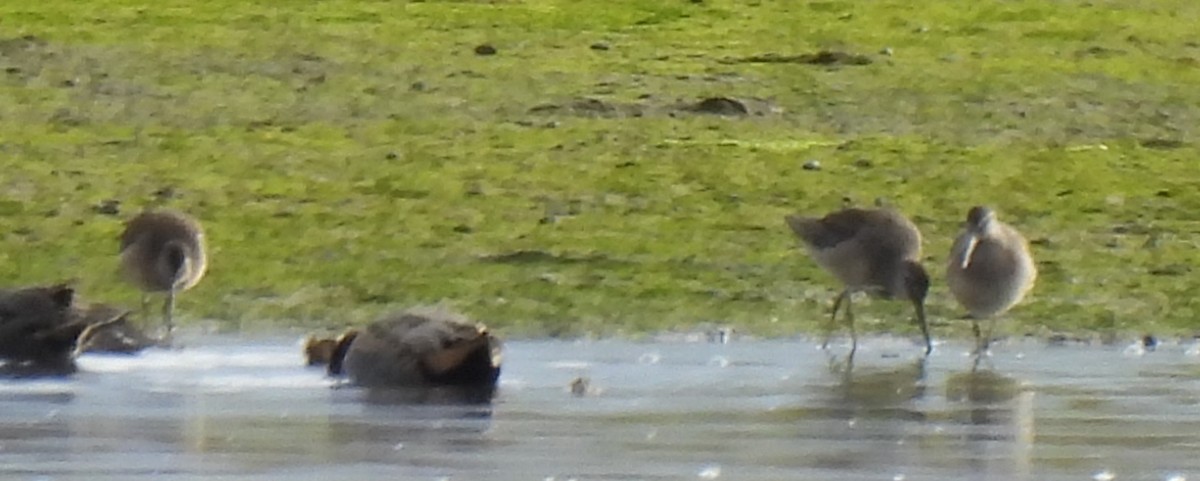 Long-billed Dowitcher - ML380737741