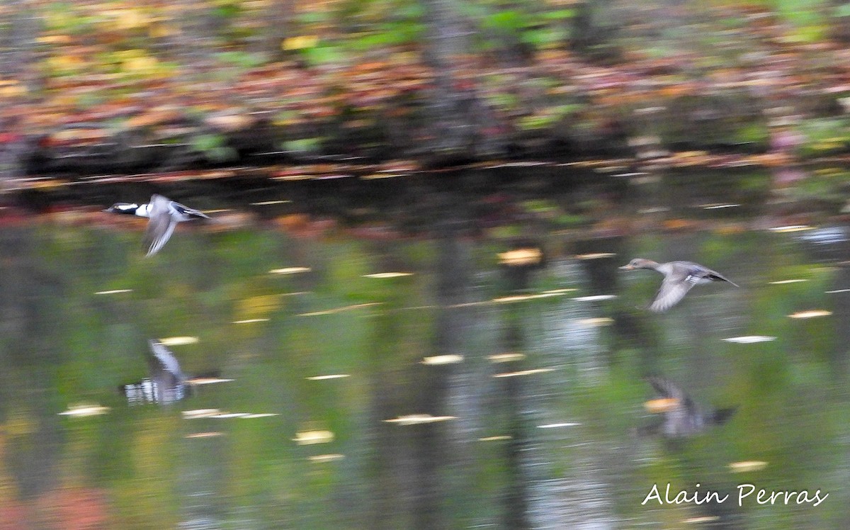 Hooded Merganser - ML380738271
