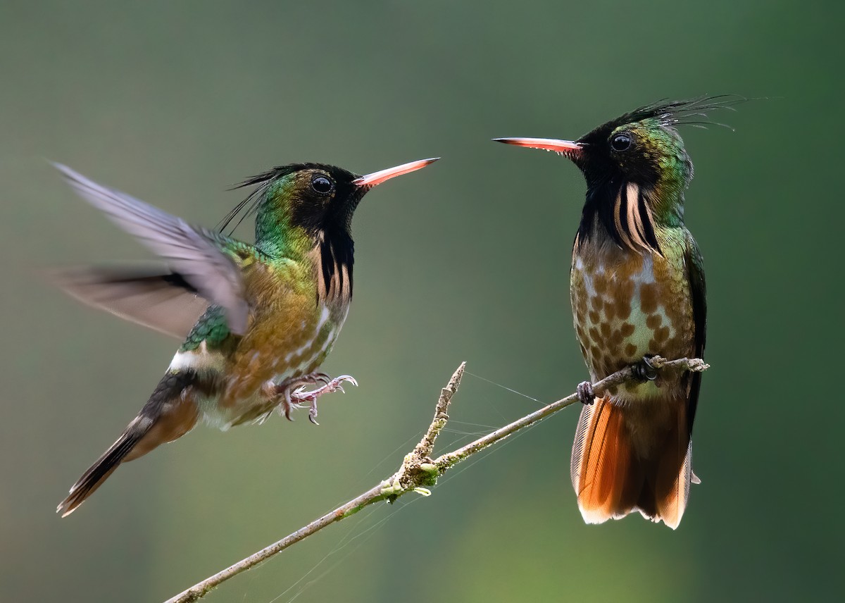 Black-crested Coquette - Jean Bonilla