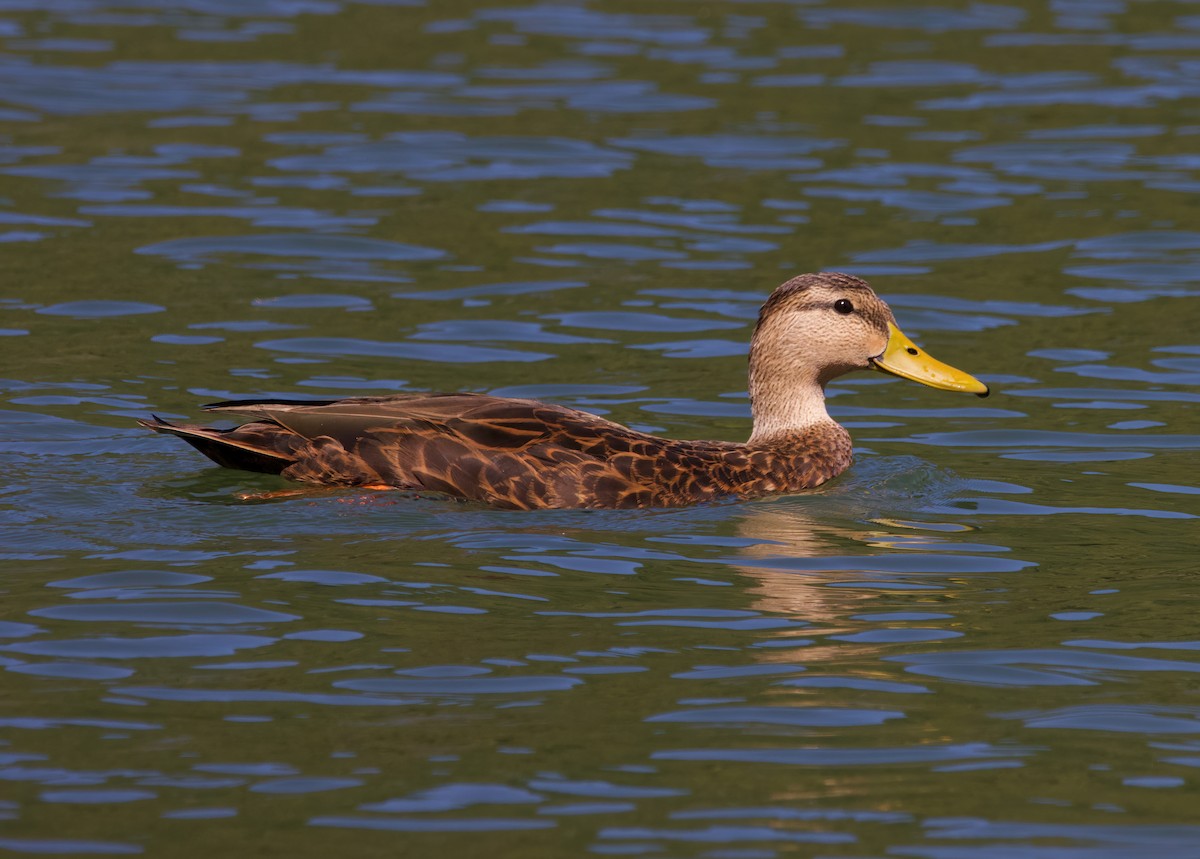 Mottled Duck - ML380741411