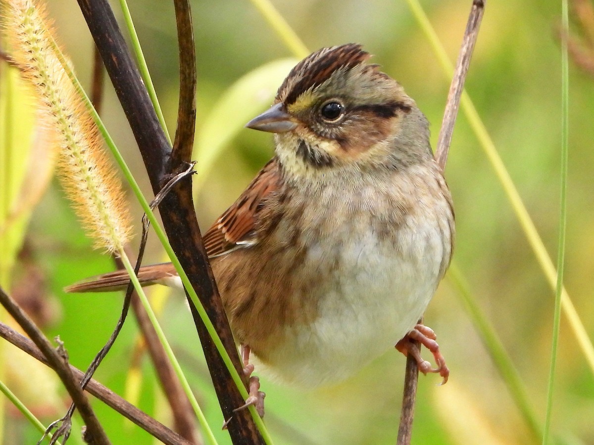 Swamp Sparrow - ML380741761