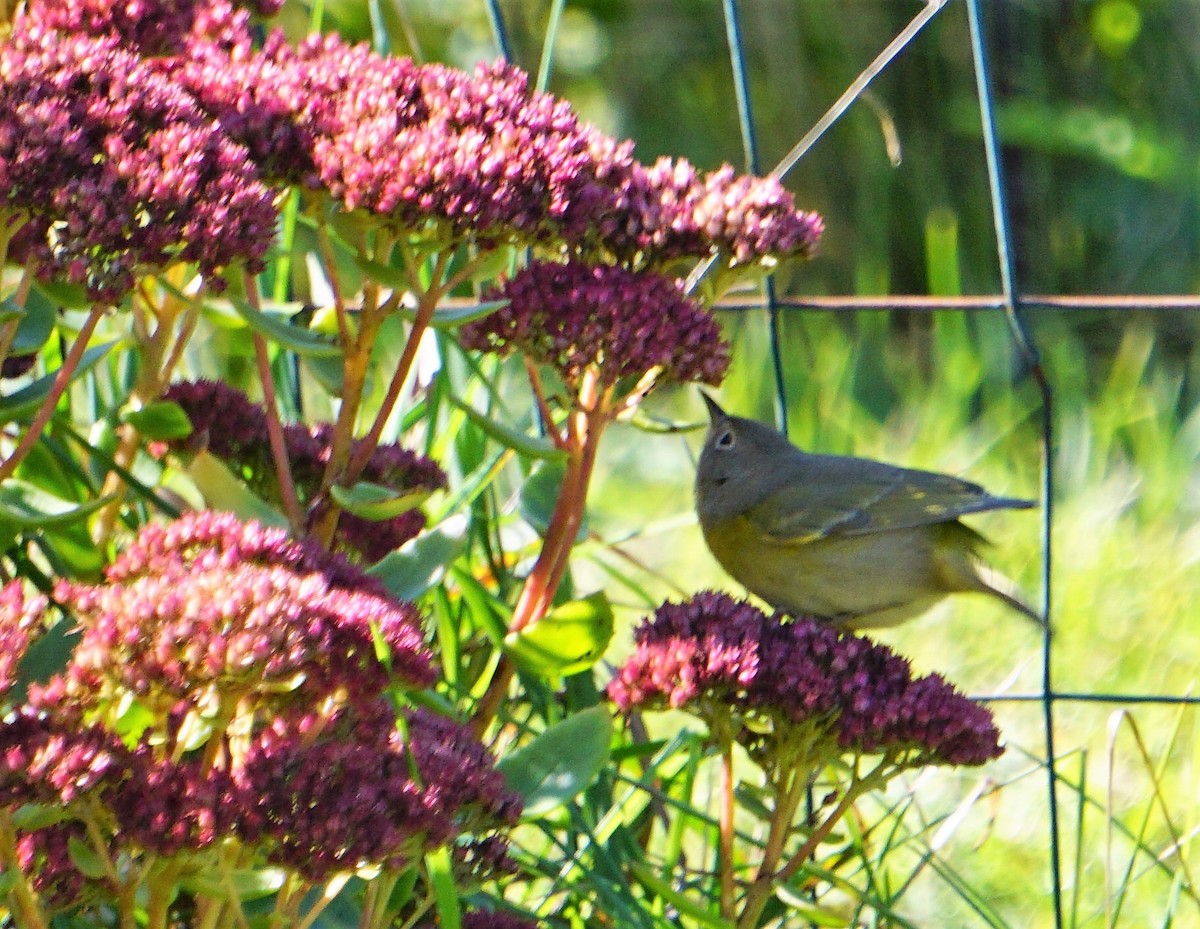 Nashville Warbler - ML380742351