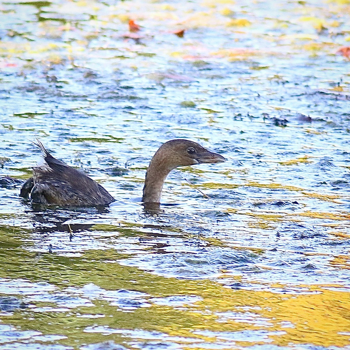 Pied-billed Grebe - ML380742361