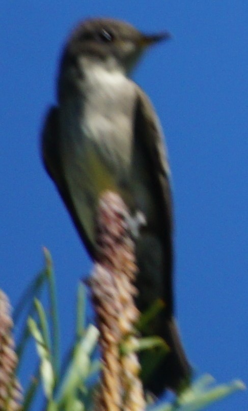 Western Wood-Pewee - John McCallister