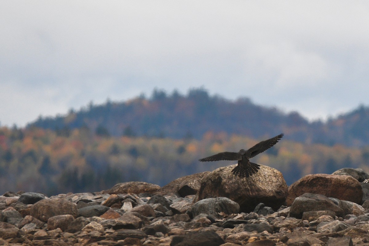 Peregrine Falcon - Monica Siebert