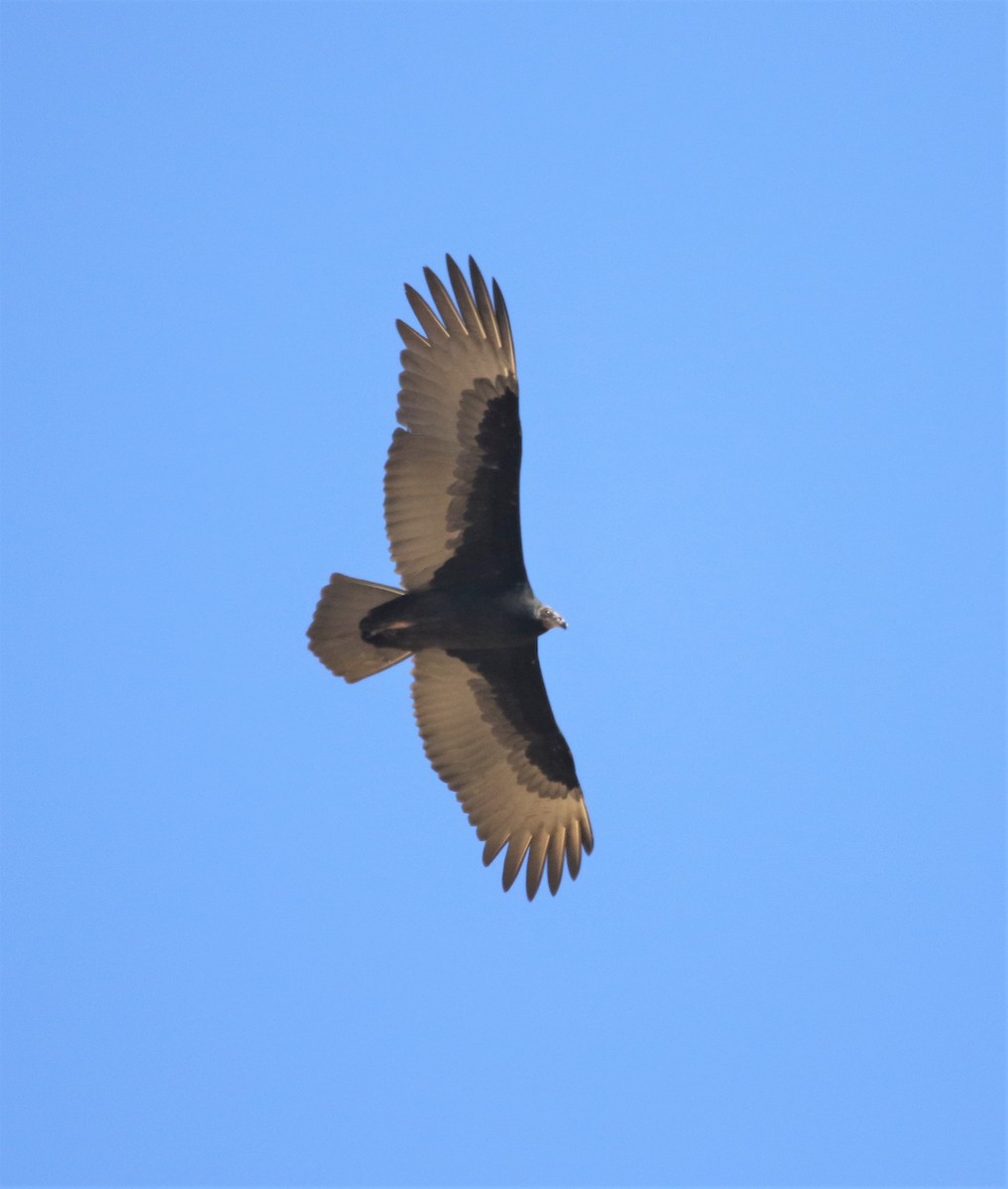 Turkey Vulture - Ryan Phillips