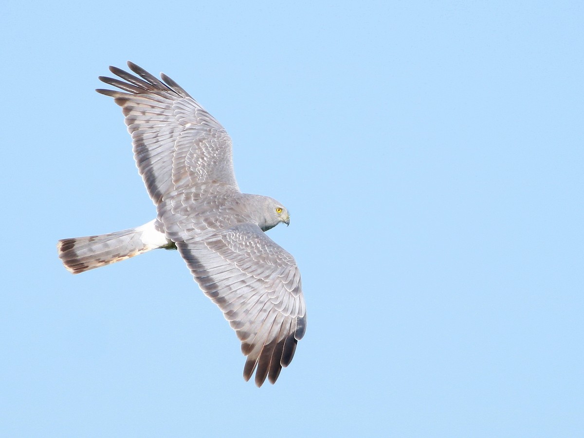 Cinereous Harrier - ML380744281