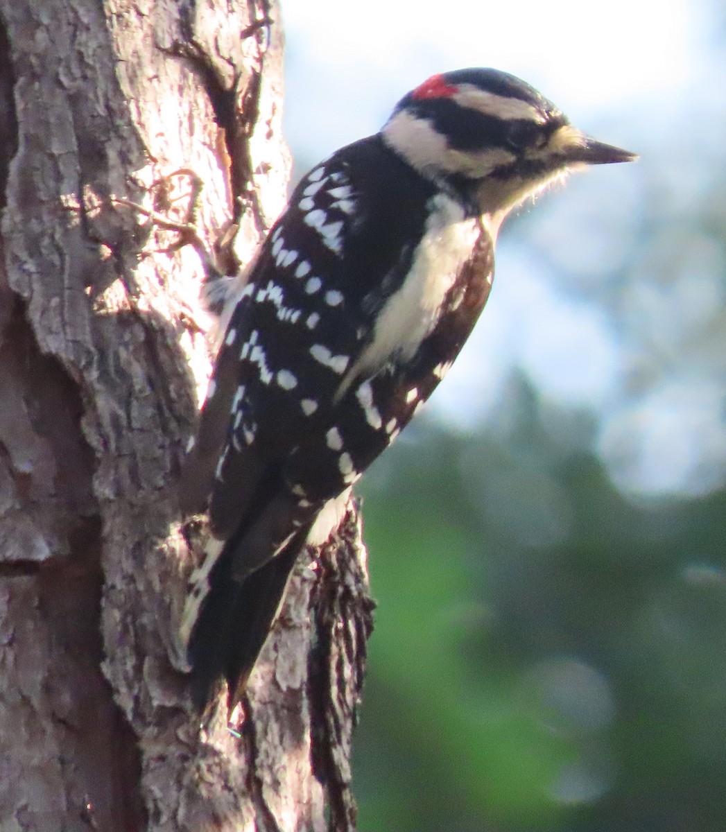 Downy Woodpecker - ML380744341