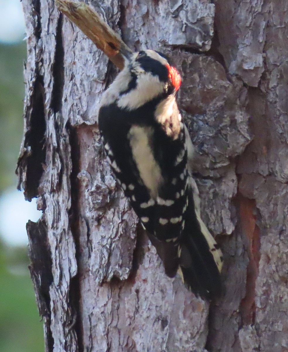 Downy Woodpecker - ML380744351