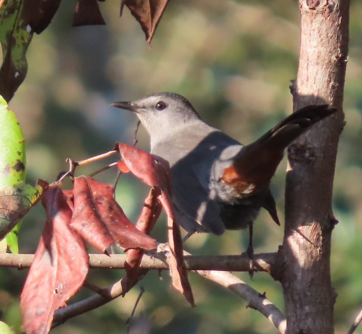 Gray Catbird - ML380744461