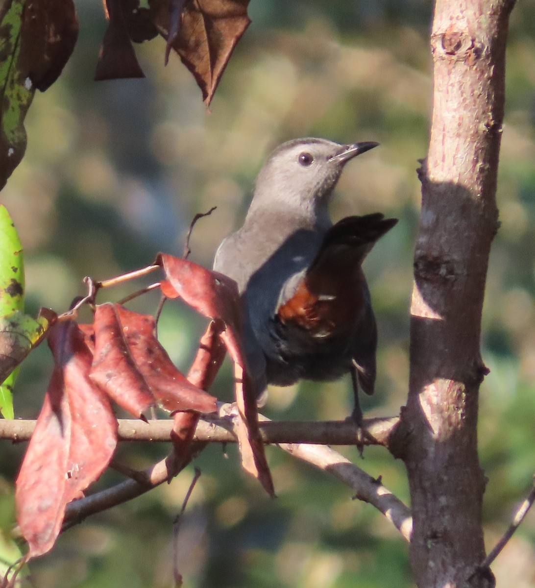 Gray Catbird - ML380744471