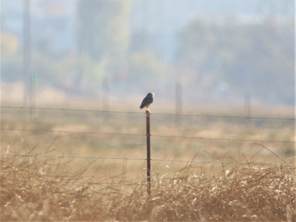 Burrowing Owl - ML380746271