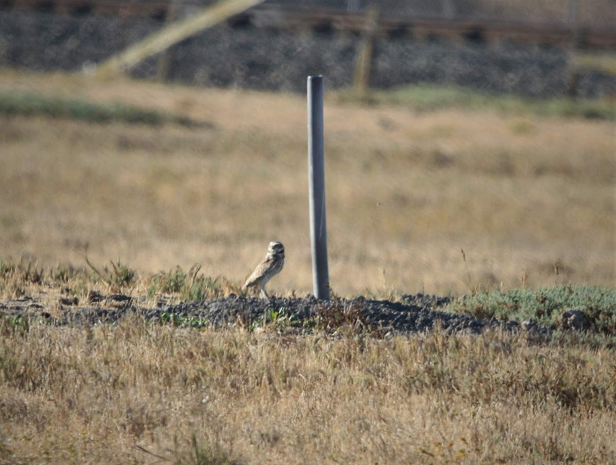 Burrowing Owl - ML380746291