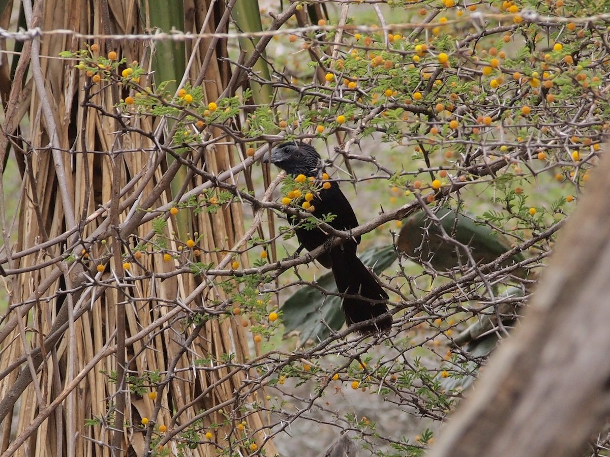 Groove-billed Ani - Eduardo Freitez Gassán