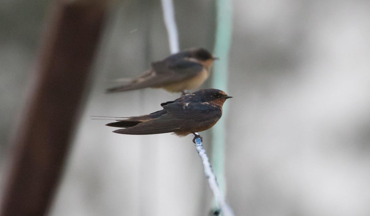 Barn Swallow - ML380746601