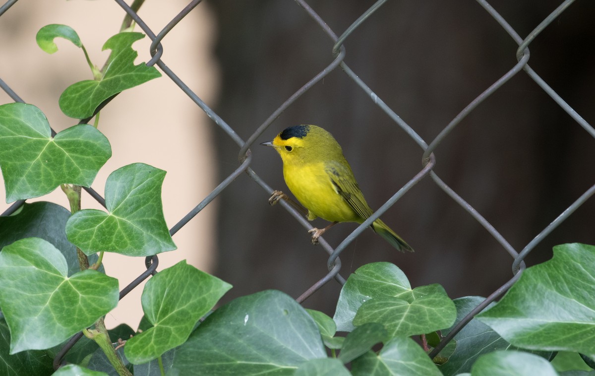 Wilson's Warbler - ML380747061