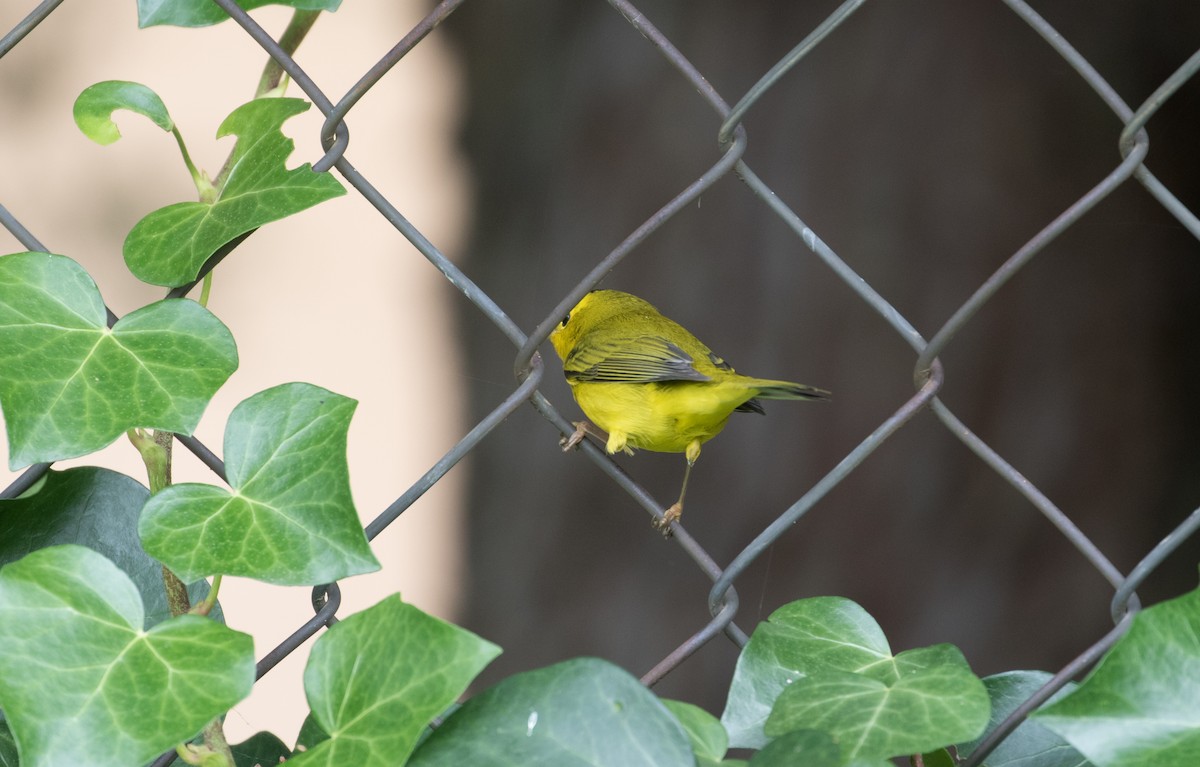 Wilson's Warbler - ML380747071