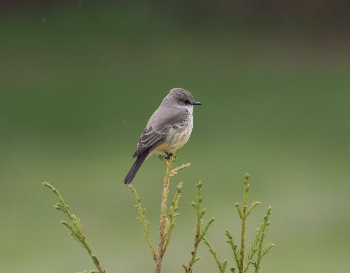 Vermilion Flycatcher - ML380747091