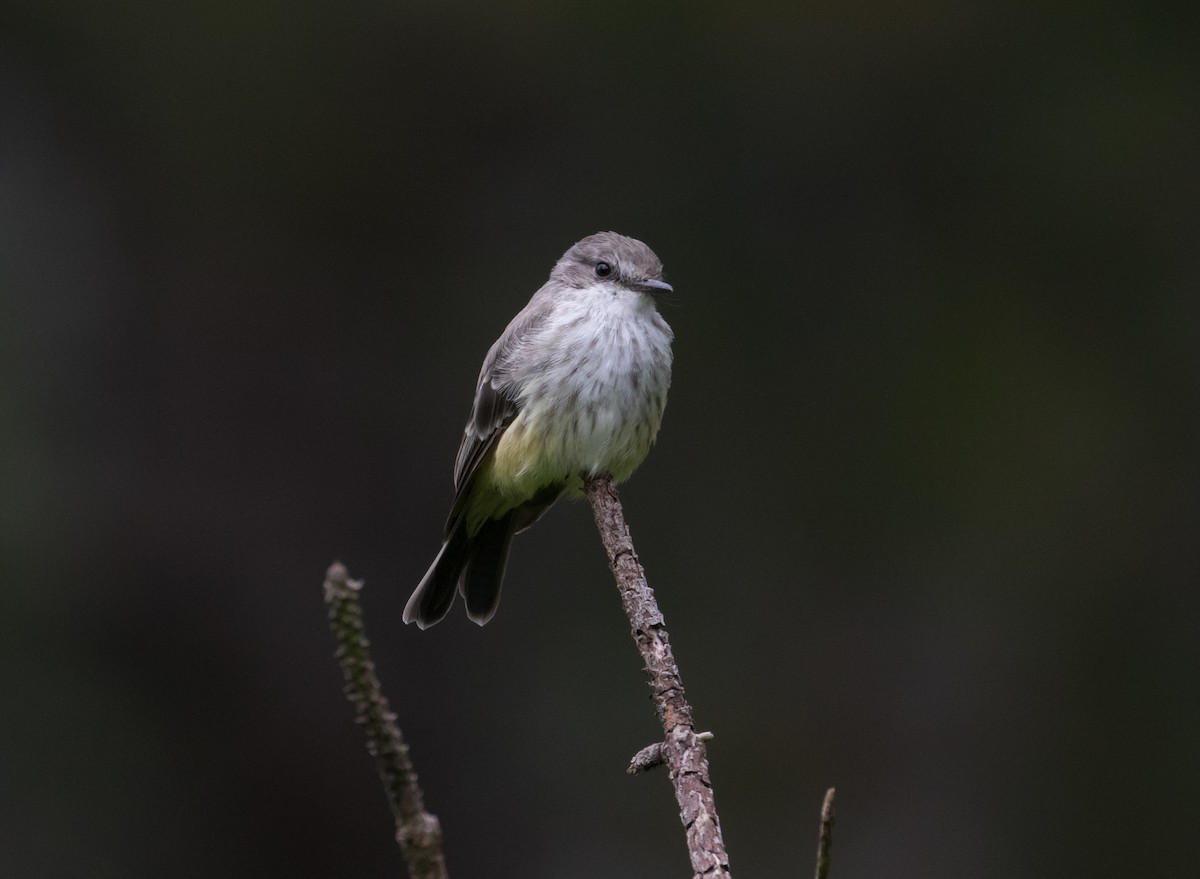 Vermilion Flycatcher - ML380747121