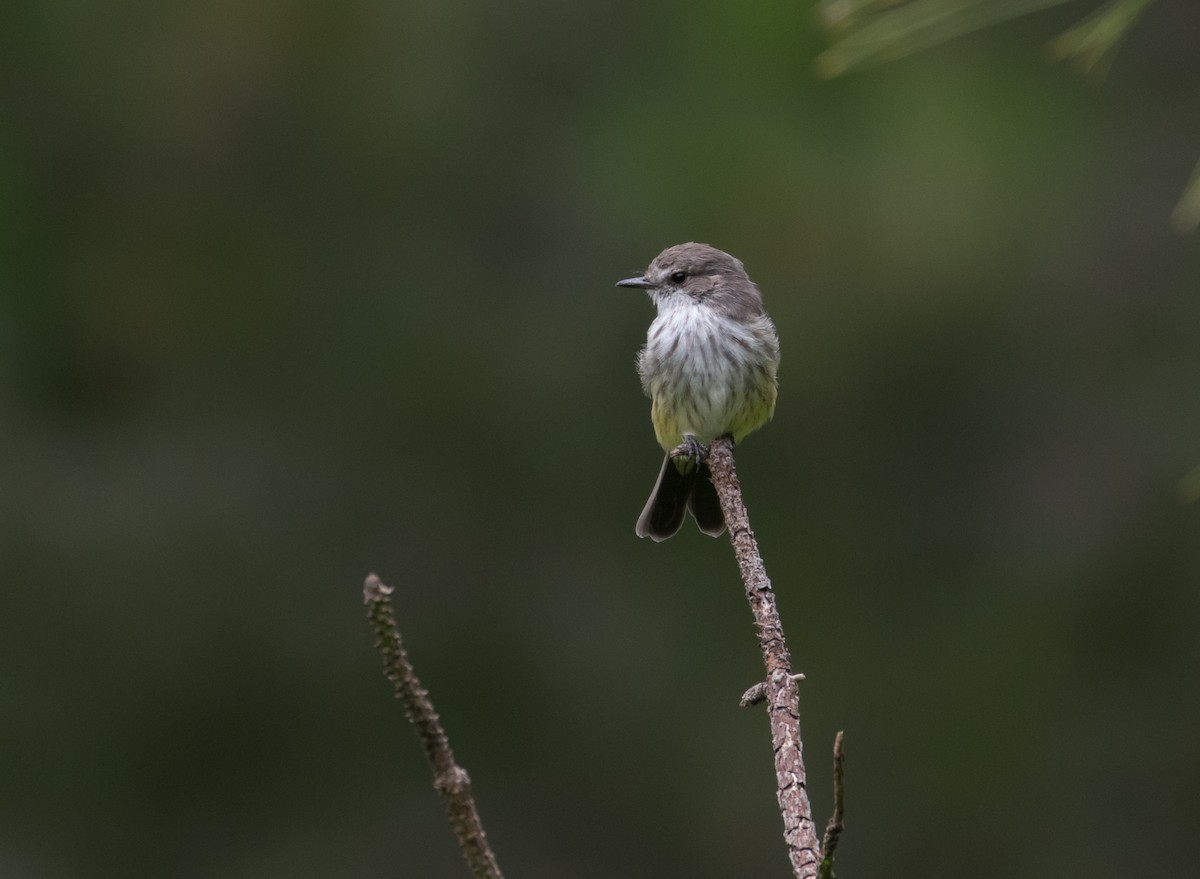 Vermilion Flycatcher - ML380747131