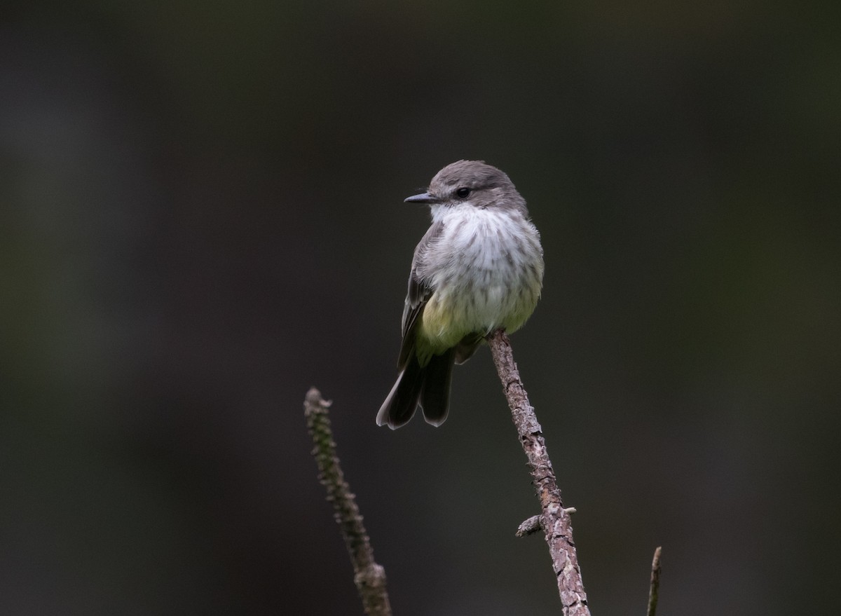 Vermilion Flycatcher - ML380747151