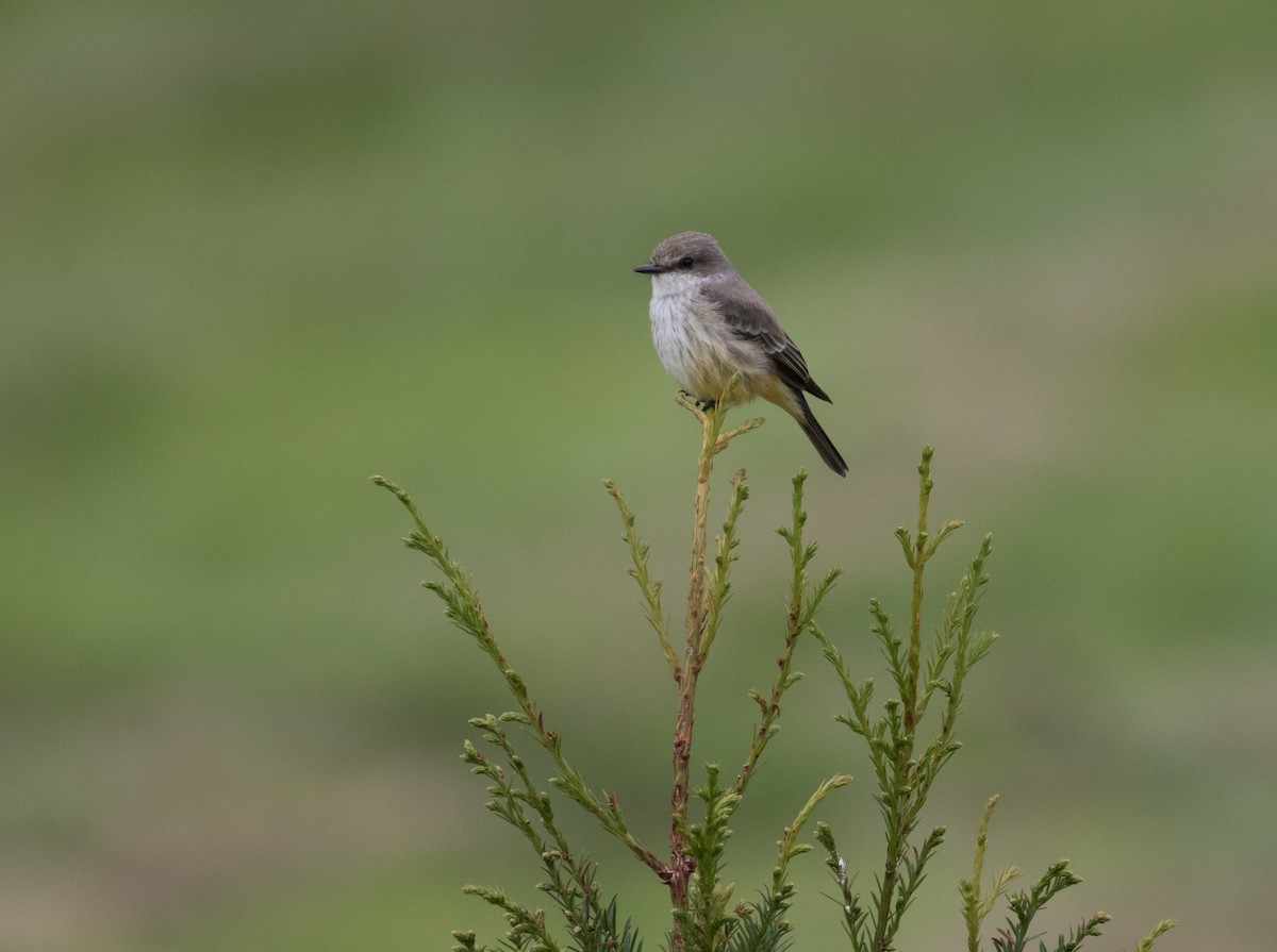 Vermilion Flycatcher - ML380747171