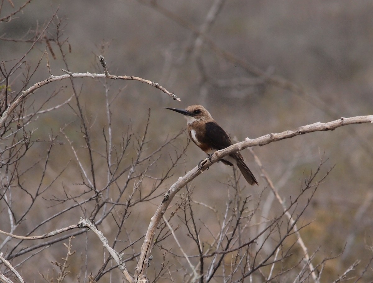 Pale-headed Jacamar - Eduardo José Freitez Gassán