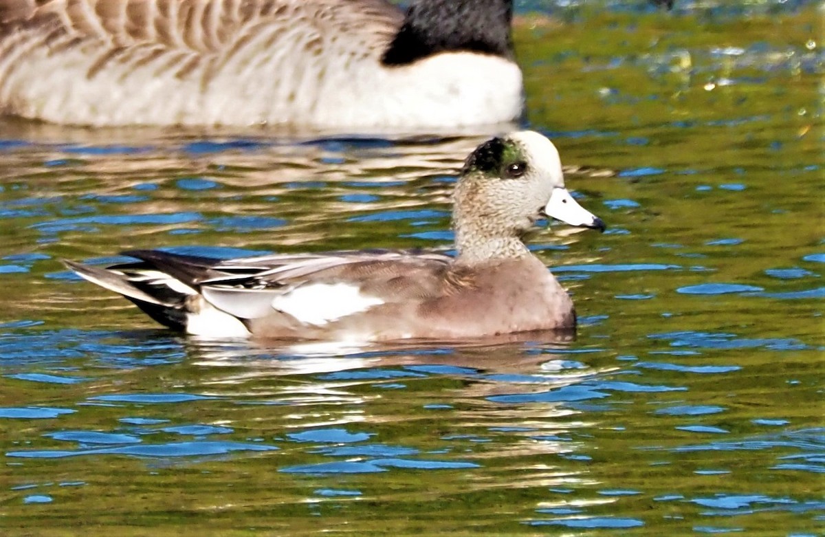 American Wigeon - MJ Heatherington