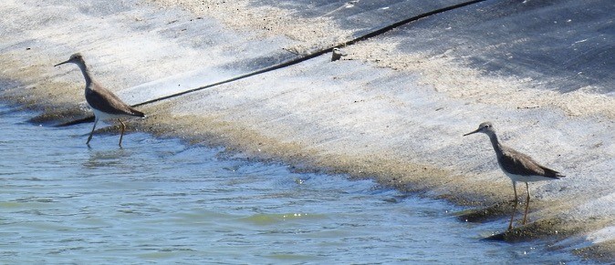 Lesser Yellowlegs - ML380751511