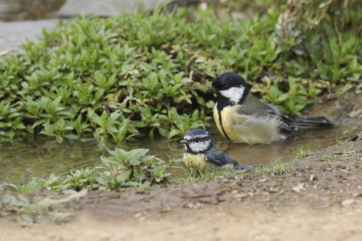 Eurasian Blue Tit - ML380751851