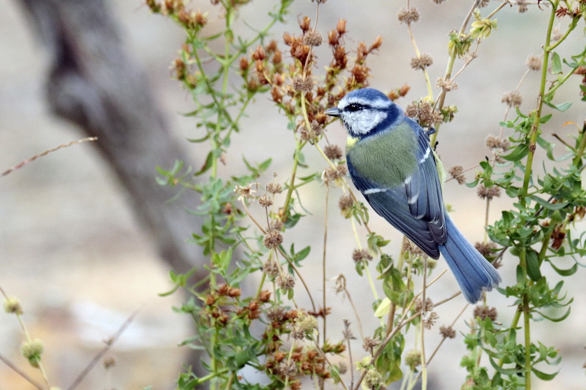 Eurasian Blue Tit - ML380751861