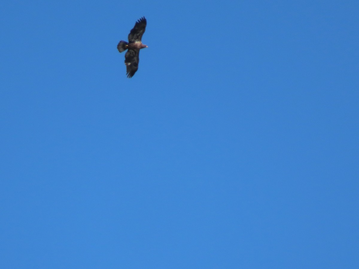 Bald Eagle - ML380752121