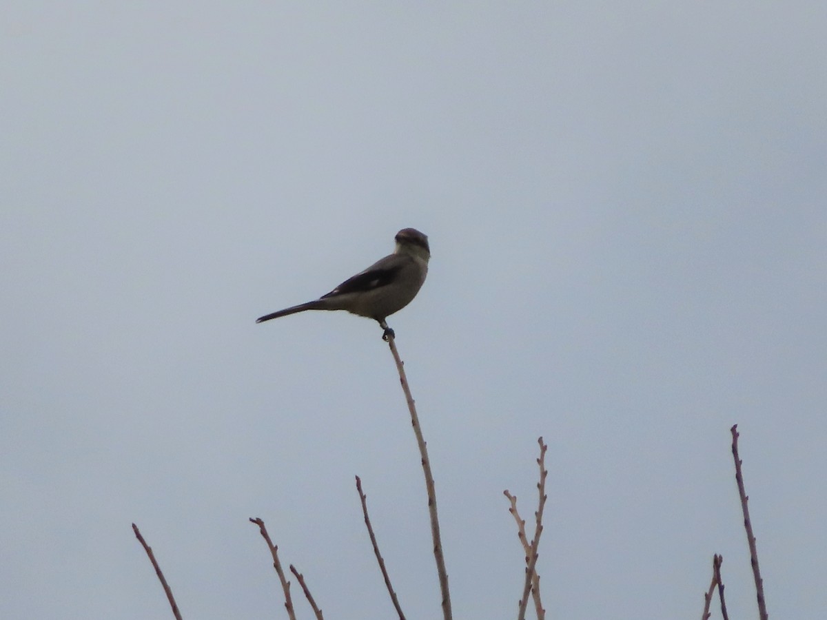 Northern Shrike - ML380752791