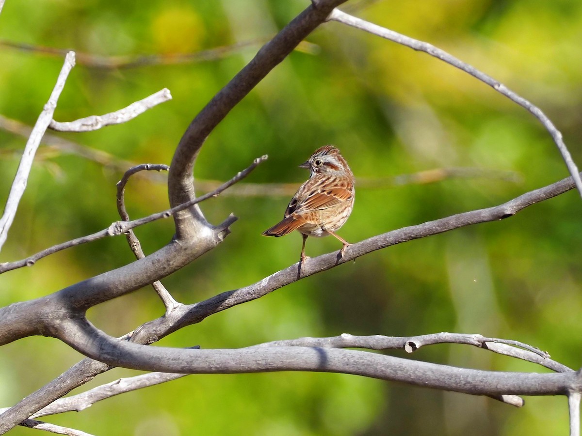 Song Sparrow - ML380752901