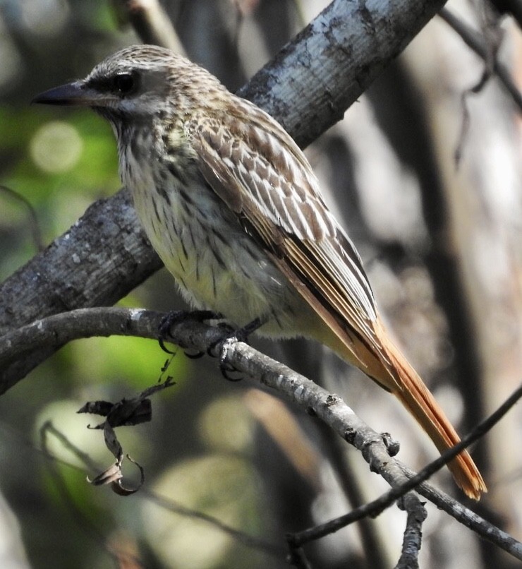 Sulphur-bellied Flycatcher - ML380753651