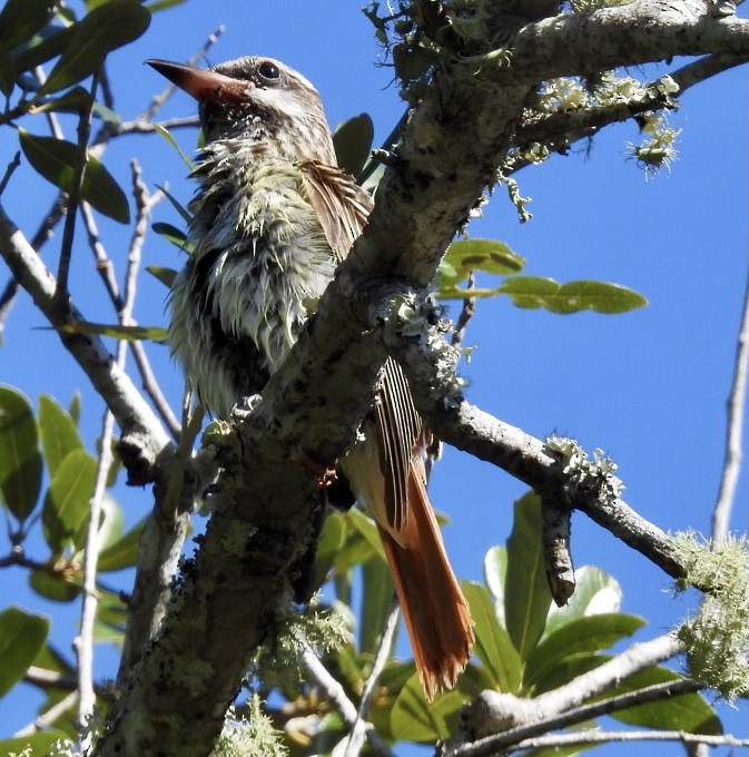 Sulphur-bellied Flycatcher - ML380753661