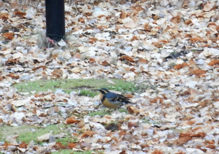 Varied Thrush - ML380755971