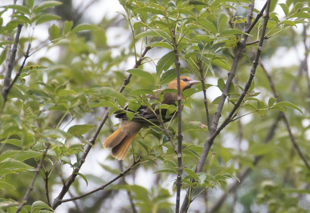 Bullock's Oriole - ML380756001