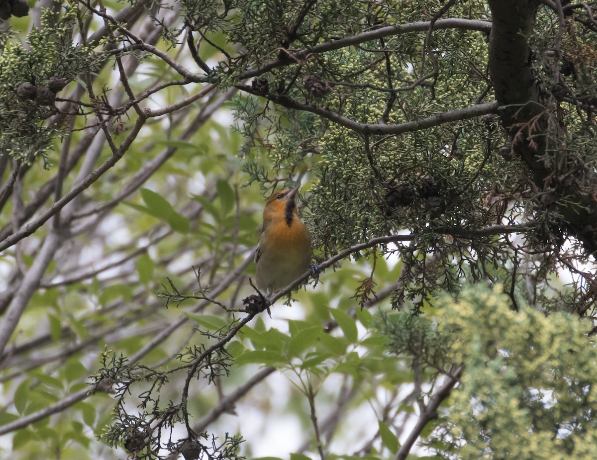 Bullock's Oriole - ML380756011